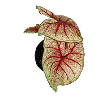 Load image into Gallery viewer, Caladium, 5in, Southern Charm
