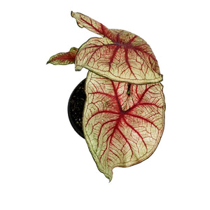 Caladium, 5in, Southern Charm