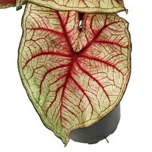 Load image into Gallery viewer, Caladium, 5in, Southern Charm
