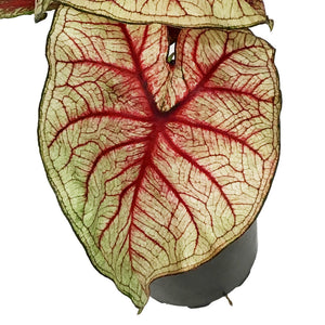 Caladium, 5in, Southern Charm