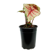 Load image into Gallery viewer, Caladium, 5in, Southern Charm
