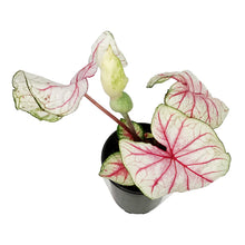 Load image into Gallery viewer, Caladium, 5in, Summer Breeze

