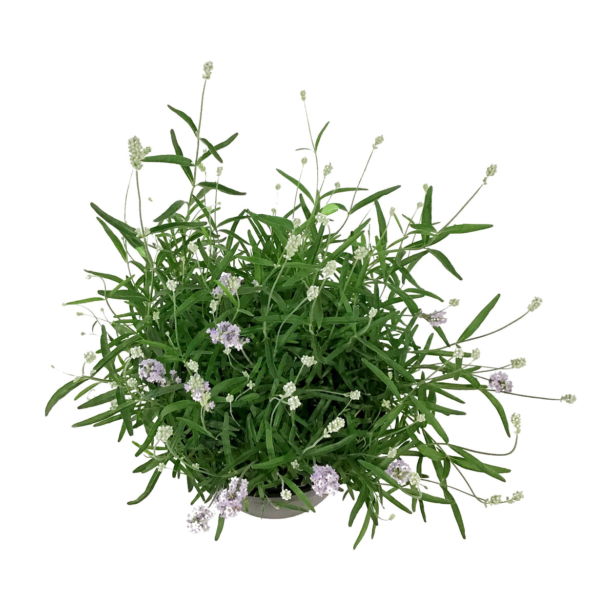 Lavender, 9in, English, Sweet Dreams