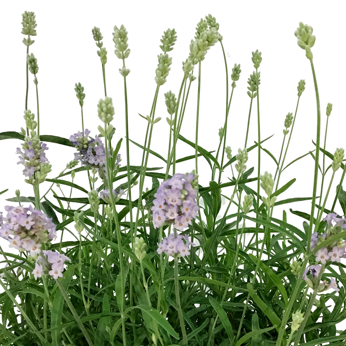 Lavender, 9in, English, Sweet Dreams
