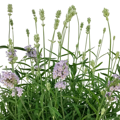 Lavender, 9in, English, Sweet Dreams