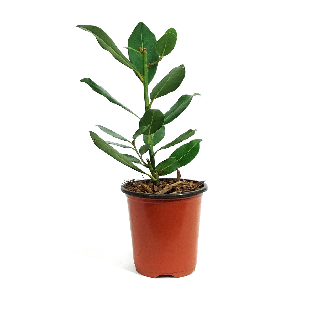 Bay Laurel, 9cm