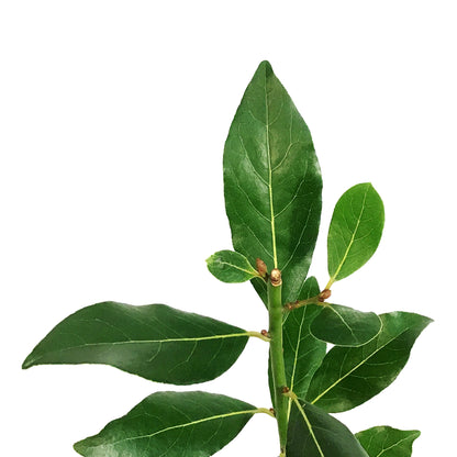 Bay Laurel, 9cm