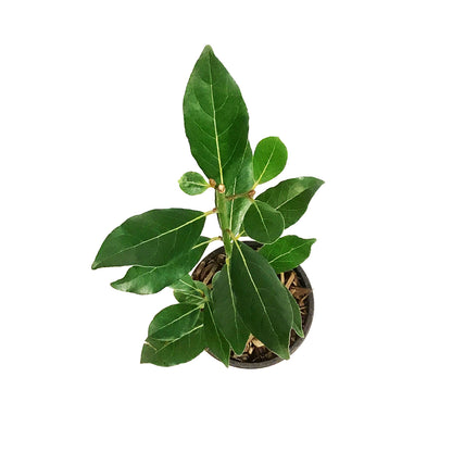 Bay Laurel, 9cm
