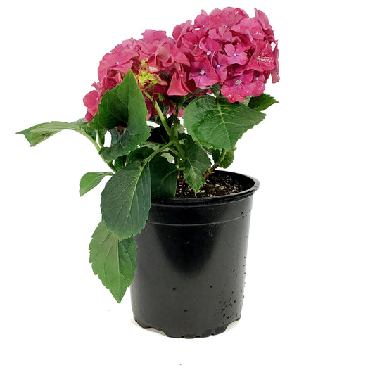 Hydrangea, 1 gal, HI™ Fire Red