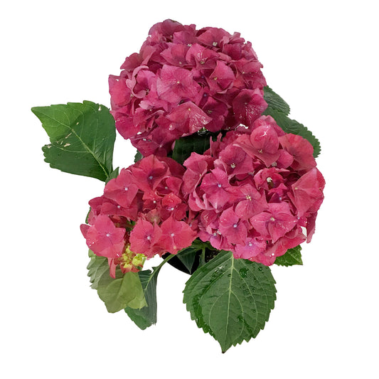 Hydrangea, 1 gal, HI™ Fire Red