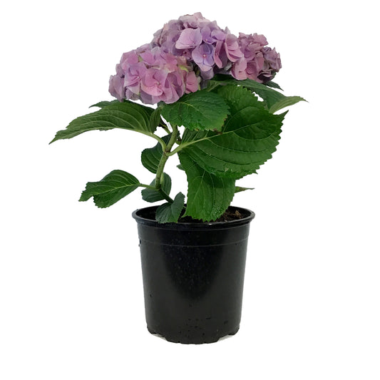 Hydrangea, 1 gal, HI™ River Blue