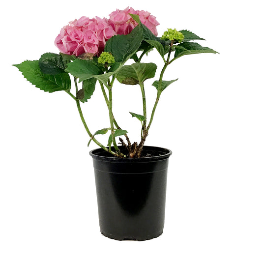 Hydrangea, 1 gal, HI™ River Pink