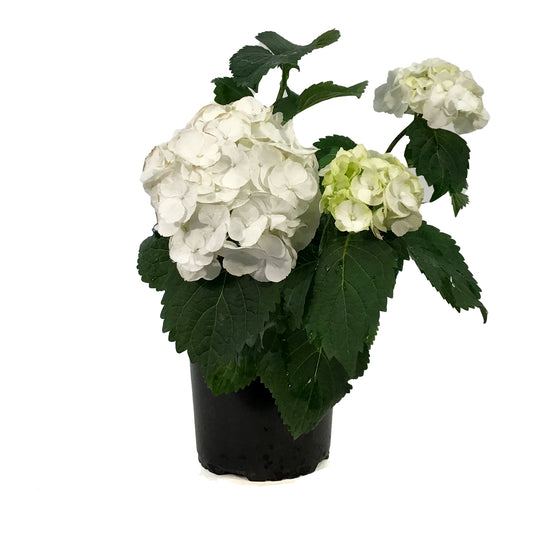 Hydrangea, 1 gal, HI™ Snow