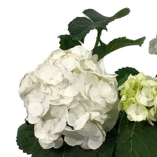 Hydrangea, 1 gal, HI™ Snow