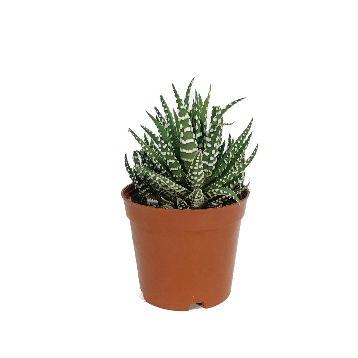 Haworthia, 3in, Big Band