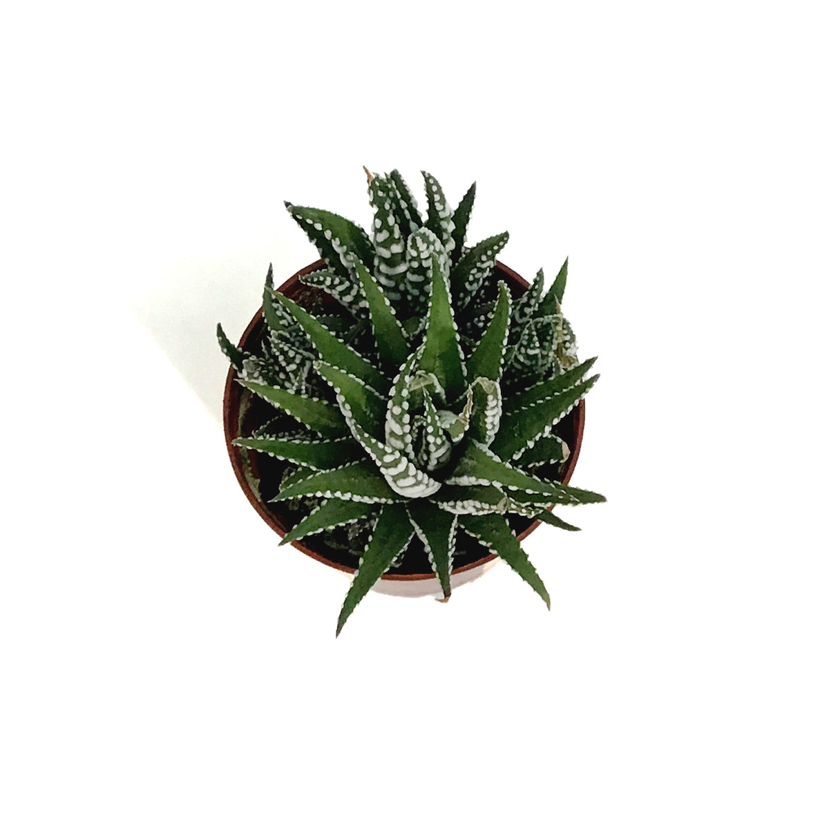 Haworthia, 3in, Big Band
