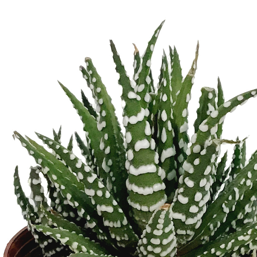 Haworthia, 3in, Big Band