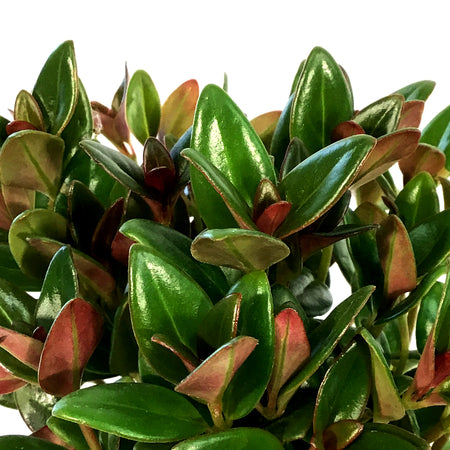 Goldfish Plant, 4in, Black Gold