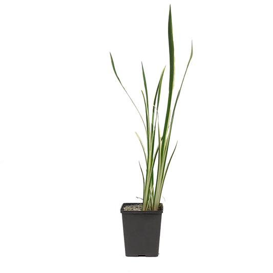 Sweet Flag, 5in, Variegated