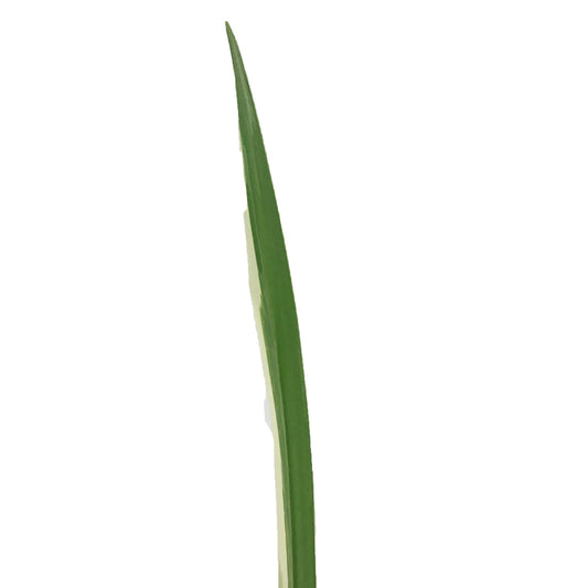 Sweet Flag, 5in, Variegated