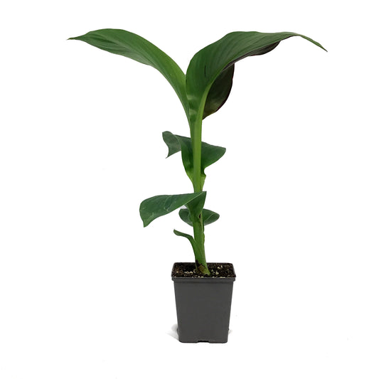 Canna, 5in, Cleopatra