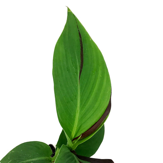 Canna, 5in, Cleopatra