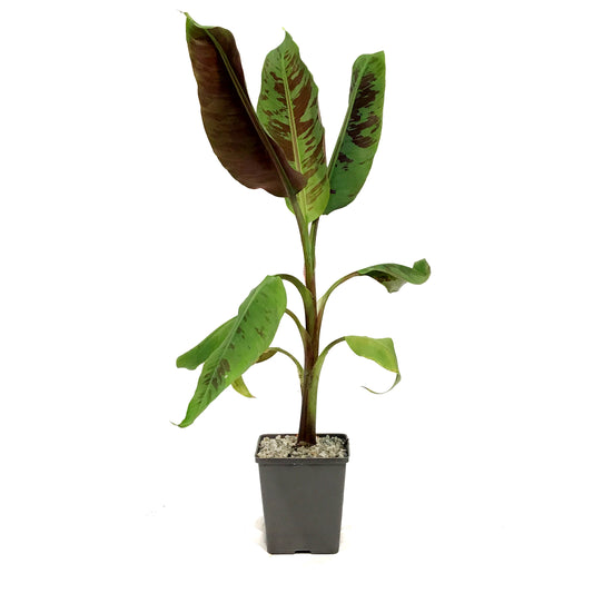 Banana, 5in, Stripe-Leaved Musa Zebrina