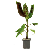 Load image into Gallery viewer, Banana, 5in, Stripe-Leaved Musa Zebrina
