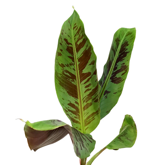 Banana, 5in, Stripe-Leaved Musa Zebrina