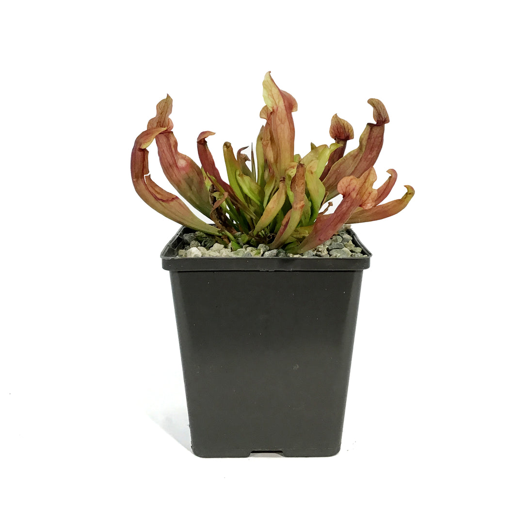 Sarracenia, 5in, Maroon