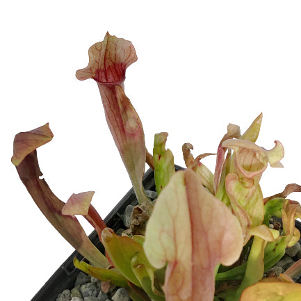 Sarracenia, 5in, Maroon