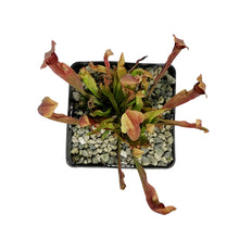 Load image into Gallery viewer, Sarracenia, 5in, Maroon
