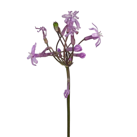 Tulbaghia, 5in, Green Society Garlic