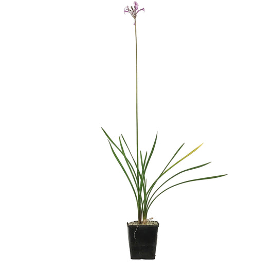 Tulbaghia, 5in, Green Society Garlic