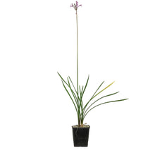 Load image into Gallery viewer, Tulbaghia, 5in, Green Society Garlic

