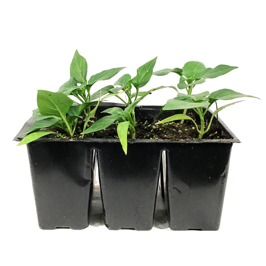 Vegetable, 6pk, Pepper
