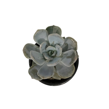 Succulent, 3.5in, Echeveria Asante Sana