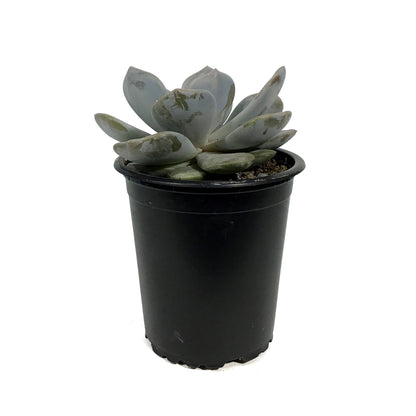 Succulent, 3.5in, Echeveria Asante Sana