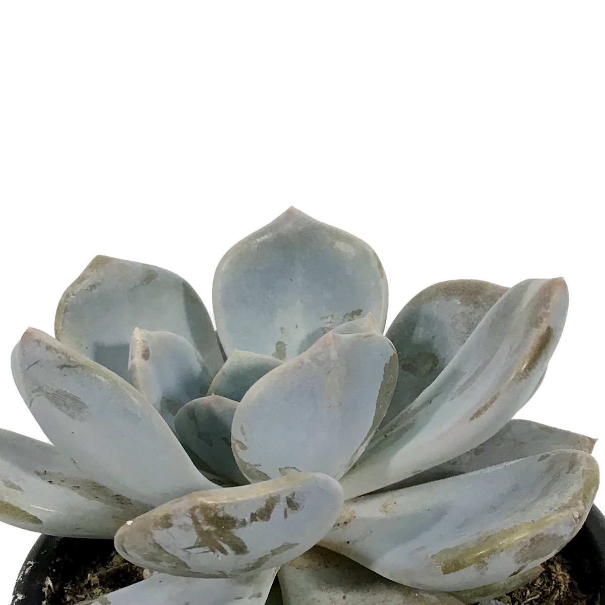 Succulent, 3.5in, Echeveria Asante Sana