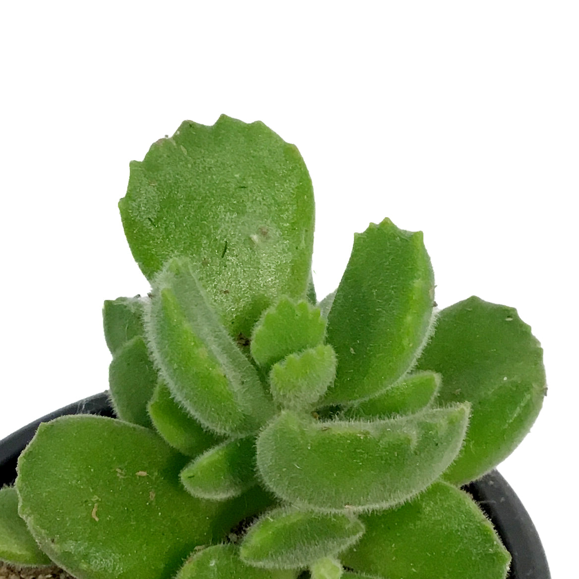 Succulent, 3.5in, Cotyledon Bear's Paw