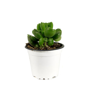 Succulent, 3.5in, Cotyledon Bear's Paw