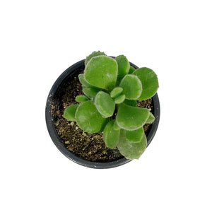 Succulent, 3.5in, Cotyledon Bear's Paw