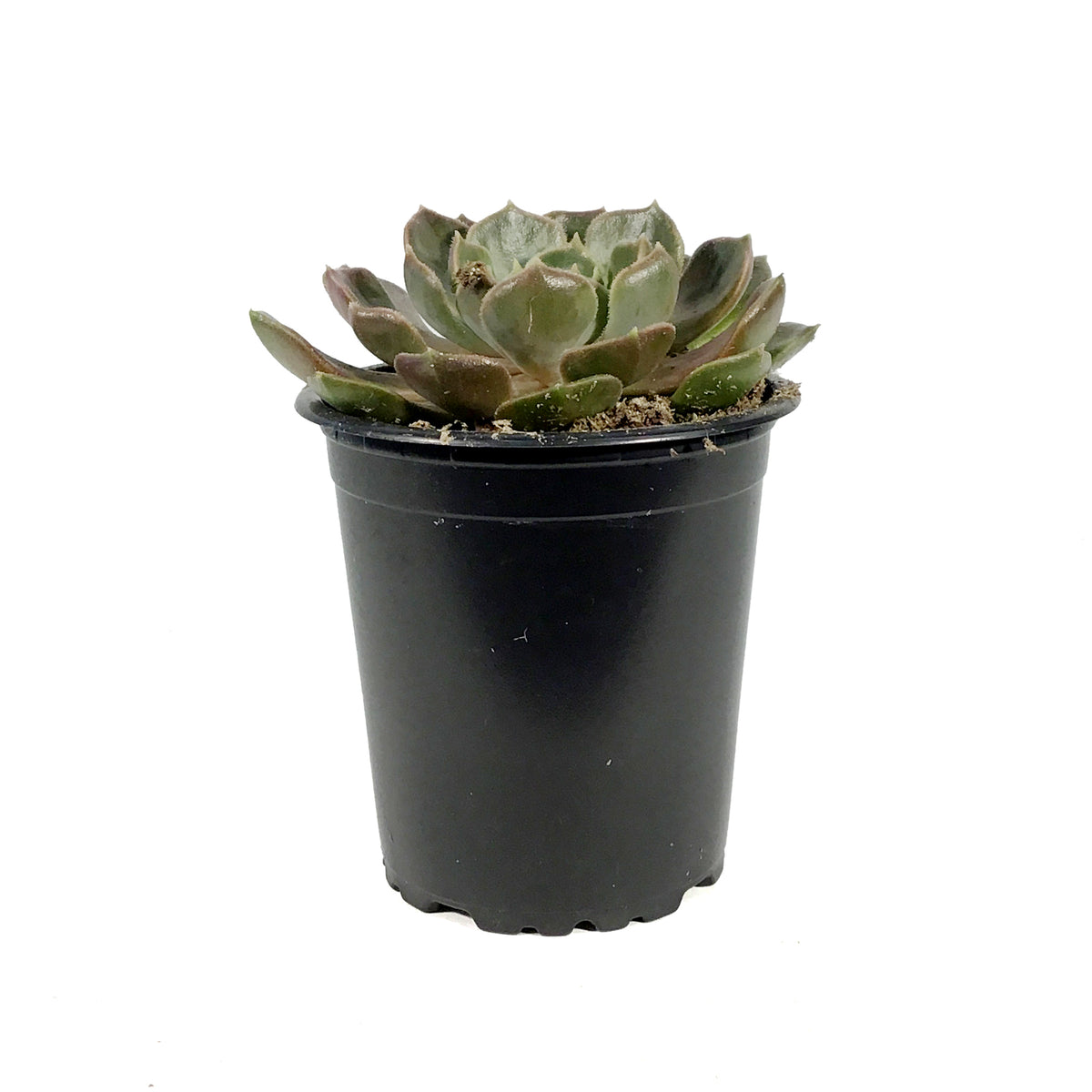 Succulent, 3.5in, Echeveria Brown Rose