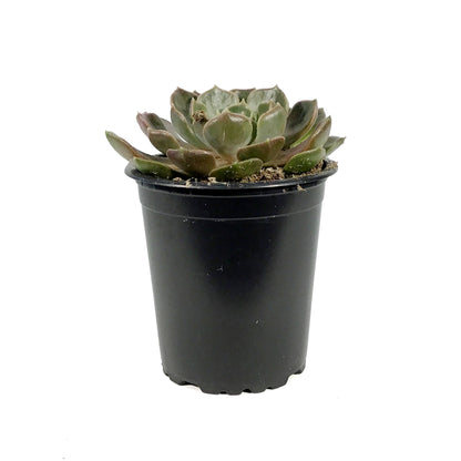 Succulent, 3.5in, Echeveria Brown Rose