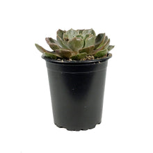 Load image into Gallery viewer, Succulent, 3.5in, Echeveria Brown Rose
