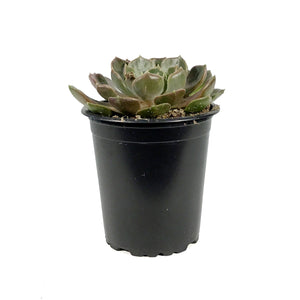 Succulent, 3.5in, Echeveria Brown Rose