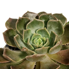 Load image into Gallery viewer, Succulent, 3.5in, Echeveria Brown Rose
