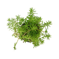 Succulent, 3.5in, Sedum Lemon Ball