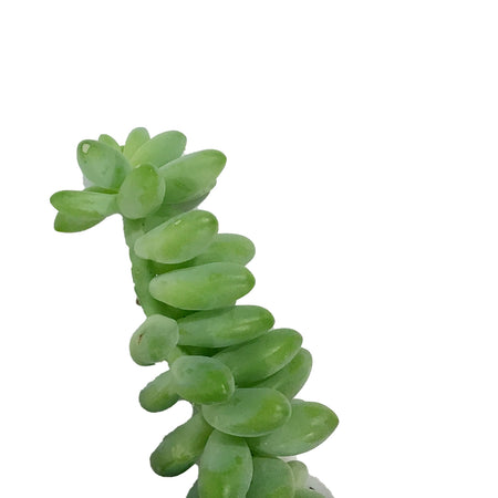 Succulent, 3.5in, Sedum Burrito