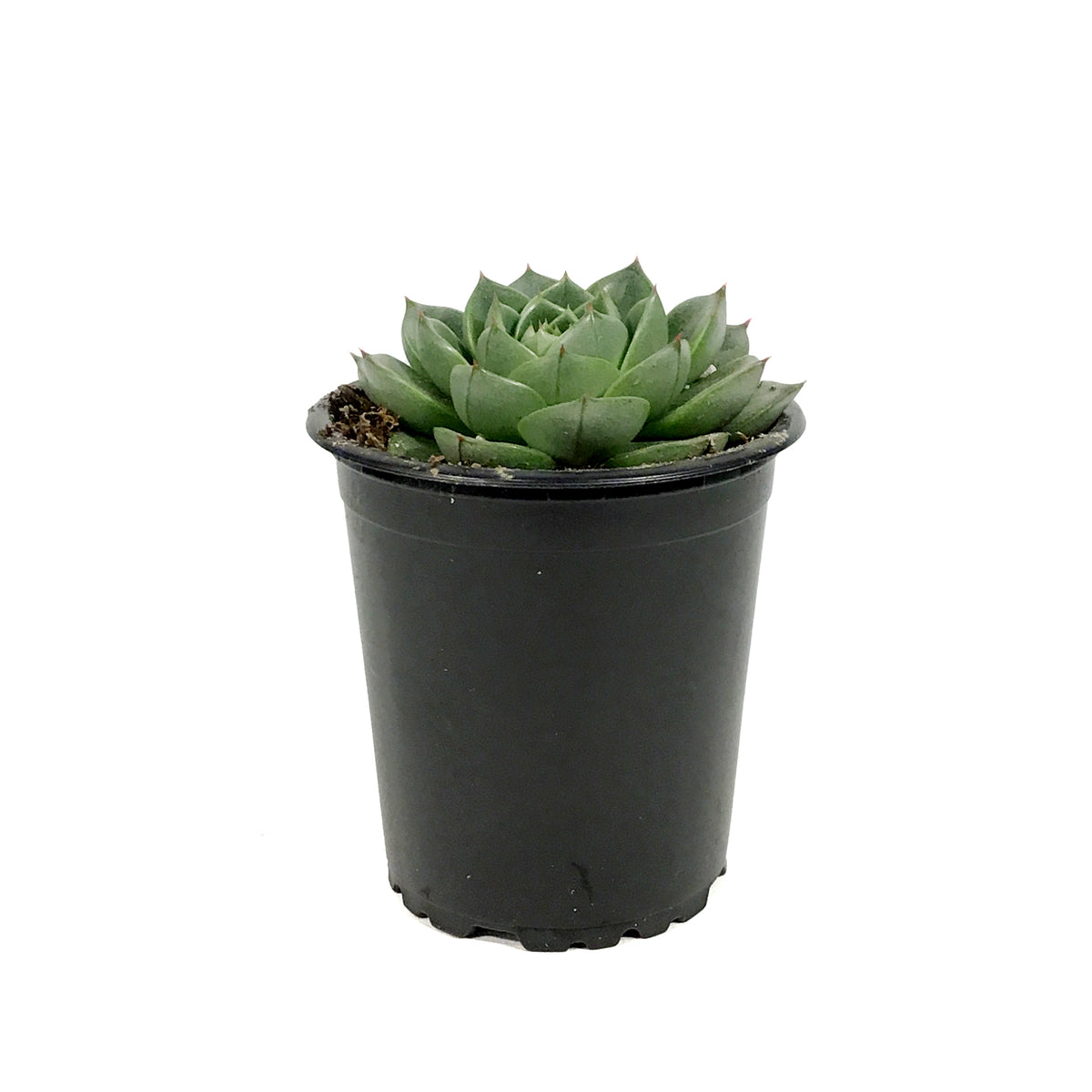 Succulent, 3.5in, Echeveria Gilva Green
